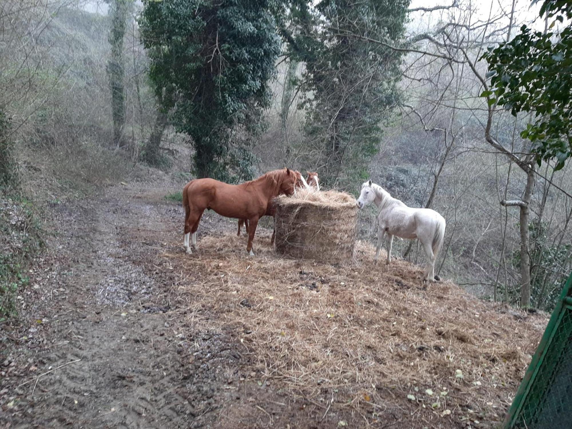 Agriturismo Antica Corte Montatteglia Dış mekan fotoğraf